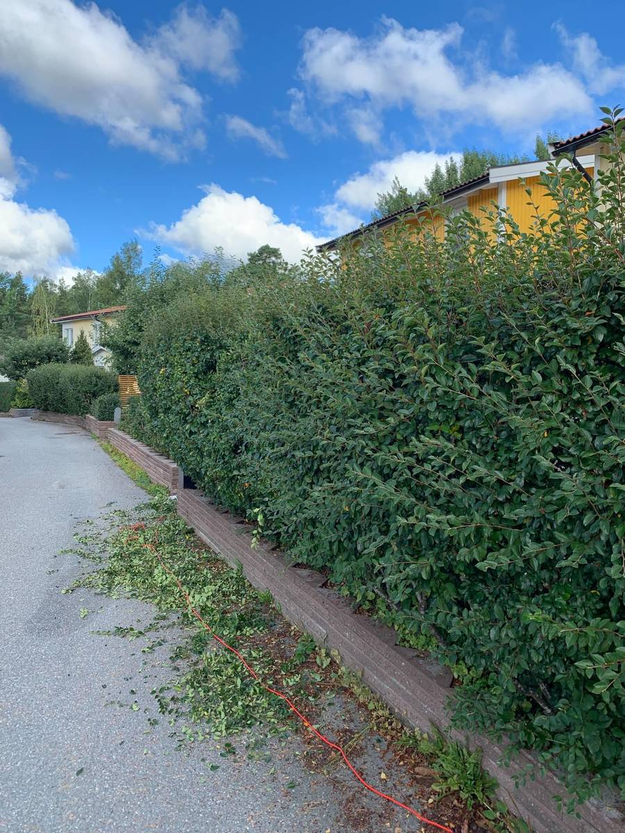 Före trädgårdsomgestaltning – tomt i ursprungsskick